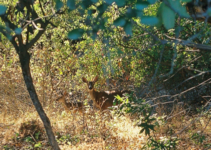 [Through the trees are an adult and a young deer. The lower vegation covers their legs and parts of the back of the small deer so not sure if it still has spots. The older deer is looking at the camera while the younger one faces the left which is the direction they are heading.]